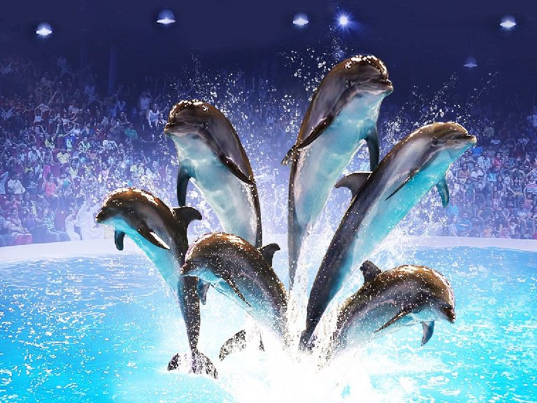 Dubai Dolphinarium